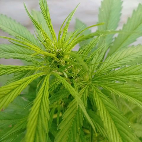 AK número 1 growlog timeline photo