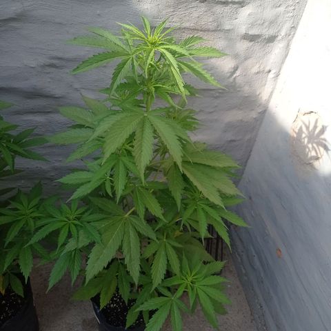 AK número 2 growlog timeline photo