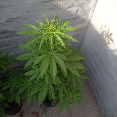 AK número 2 growlog timeline photo