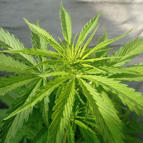 AK número 2 growlog timeline photo