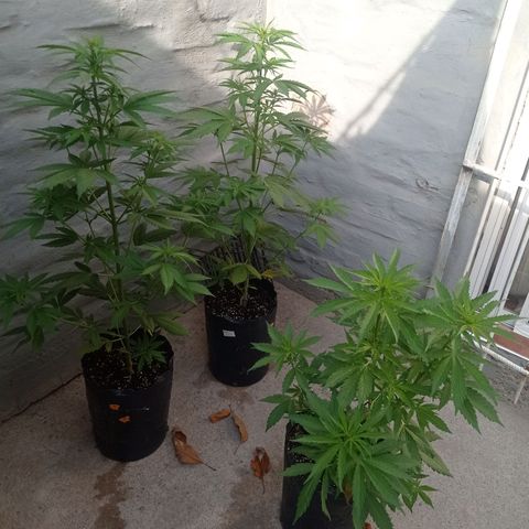 AK número 2 growlog timeline photo