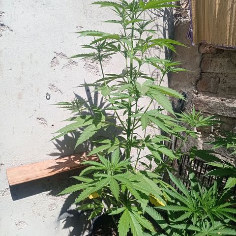 AK número 2 growlog timeline photo