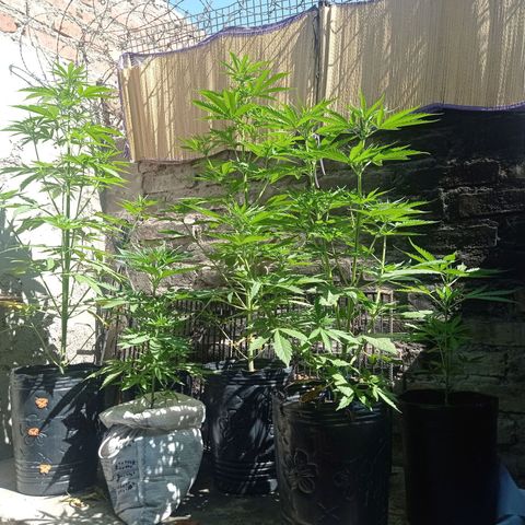 AK número 2 growlog timeline photo