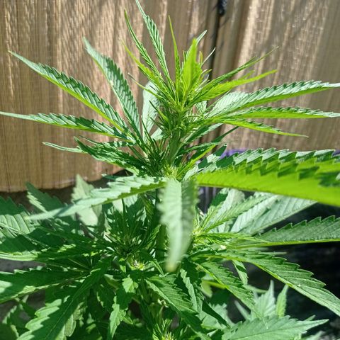AK número 1 growlog timeline photo