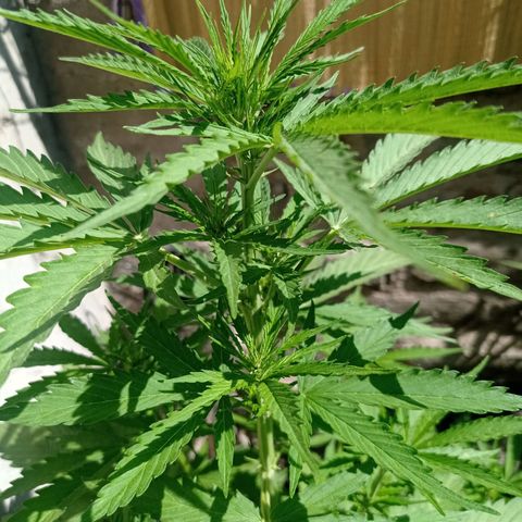 AK número 2 growlog timeline photo