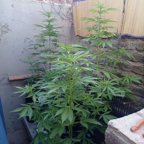 AK número 2 growlog timeline photo