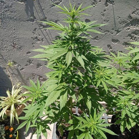 AK número 1 growlog timeline photo