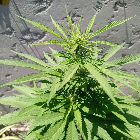 AK número 1 growlog timeline photo
