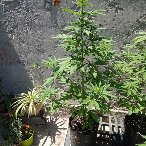 AK número 1 growlog timeline photo