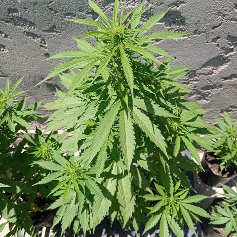 AK número 2 growlog timeline photo