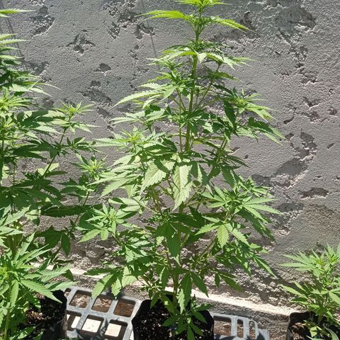 AK número 2 growlog timeline photo