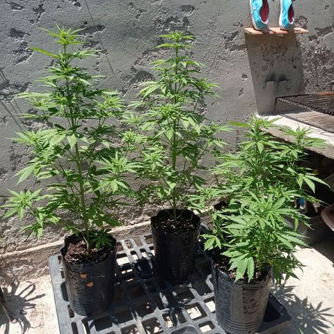 AK número 2 growlog timeline photo