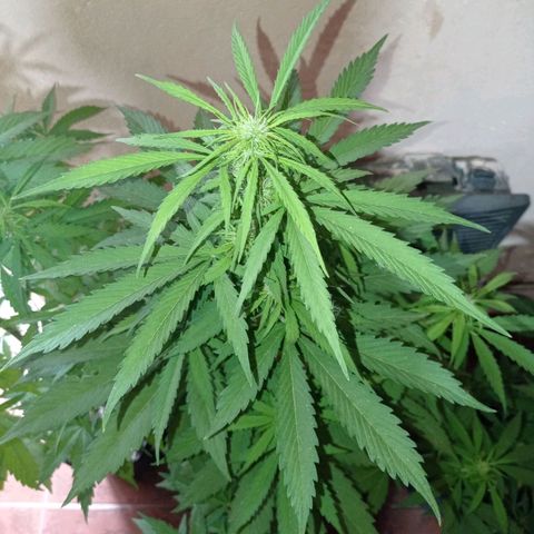 AK número 1 growlog timeline photo