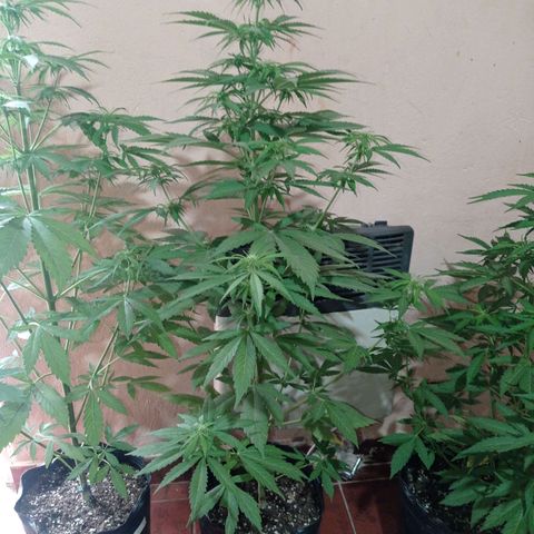 AK número 1 growlog timeline photo