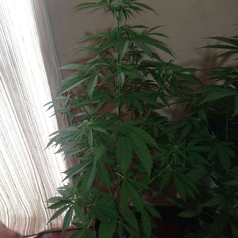 AK número 2 growlog timeline photo