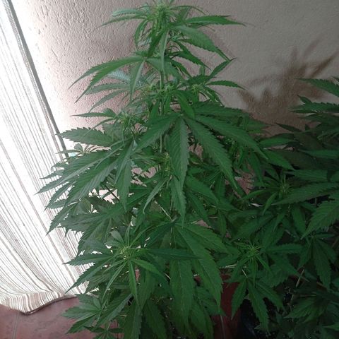 AK número 2 growlog timeline photo