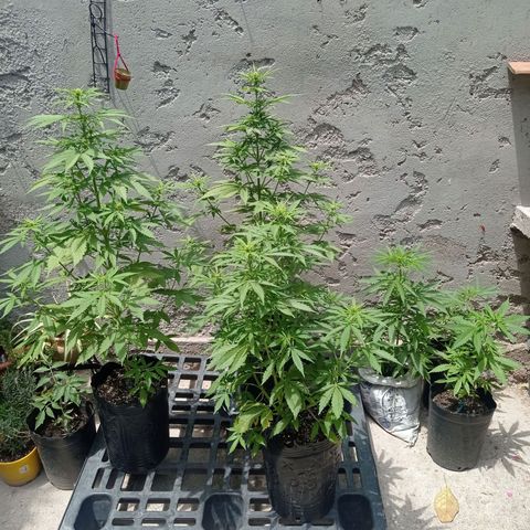 AK número 2 growlog timeline photo