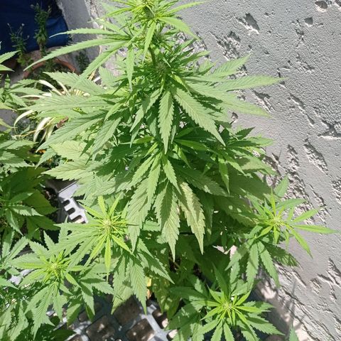 AK número 1 growlog timeline photo