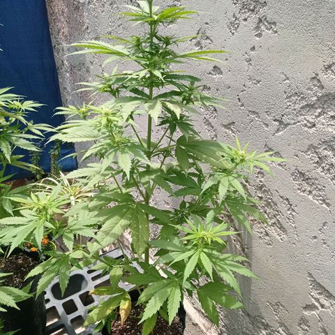 AK número 1 growlog timeline photo