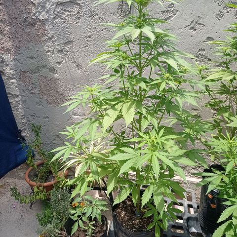 AK número 2 growlog timeline photo