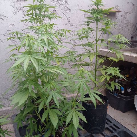 AK número 2 growlog timeline photo