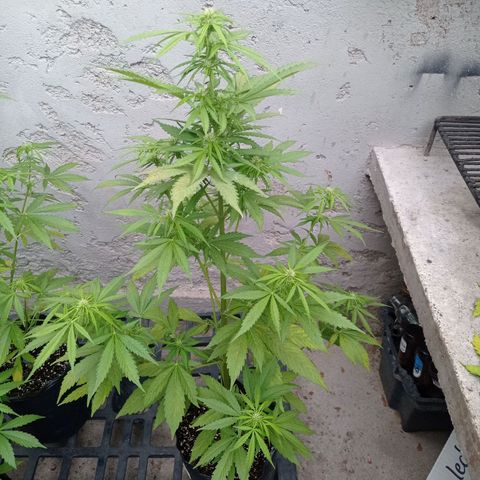 AK número 1 growlog timeline photo