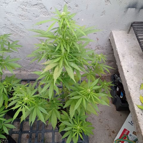 AK número 1 growlog timeline photo