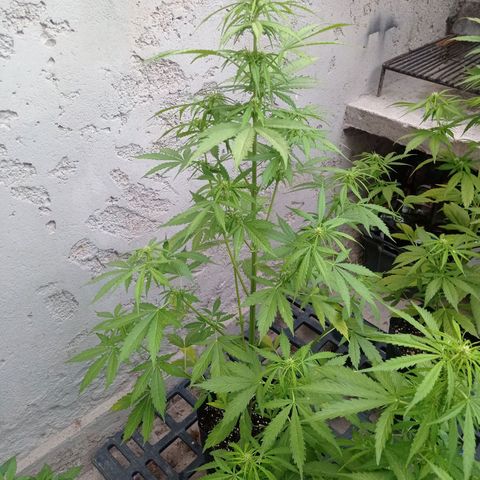 AK número 2 growlog timeline photo