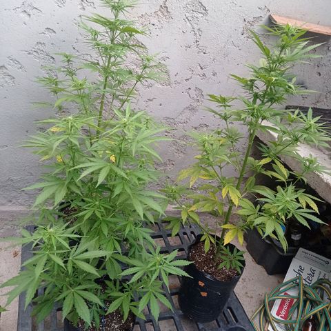 AK número 2 growlog timeline photo