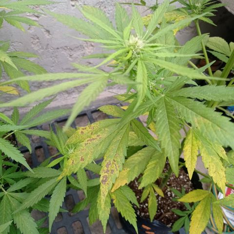 AK número 1 growlog timeline photo
