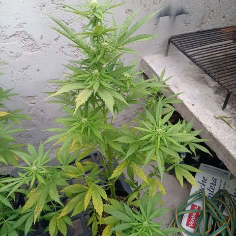 AK número 1 growlog timeline photo