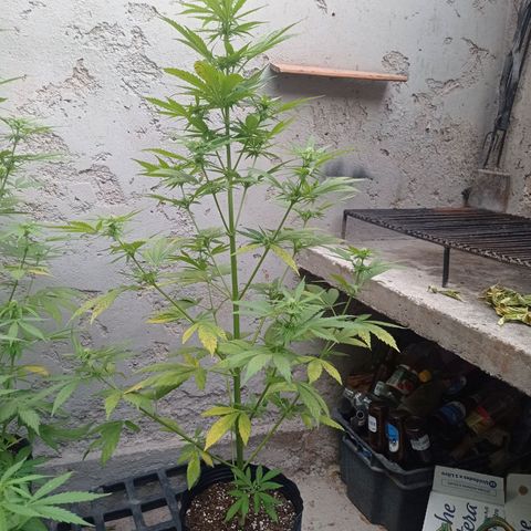 AK número 1 growlog timeline photo