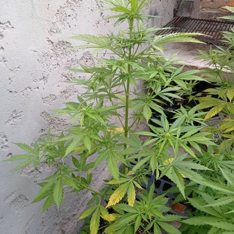 AK número 2 growlog timeline photo