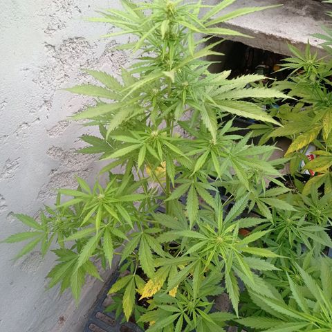 AK número 2 growlog timeline photo