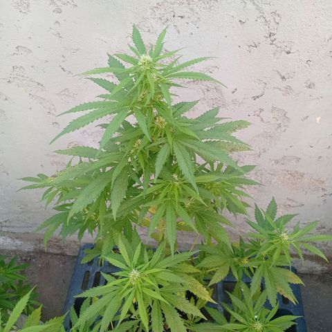AK número 1 growlog timeline photo