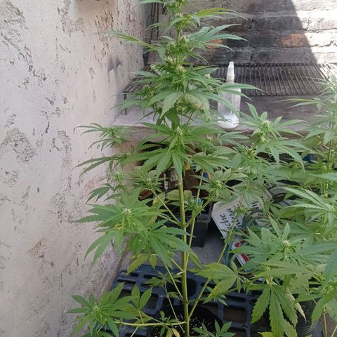 AK número 1 growlog timeline photo