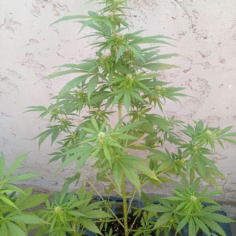 AK número 1 growlog timeline photo