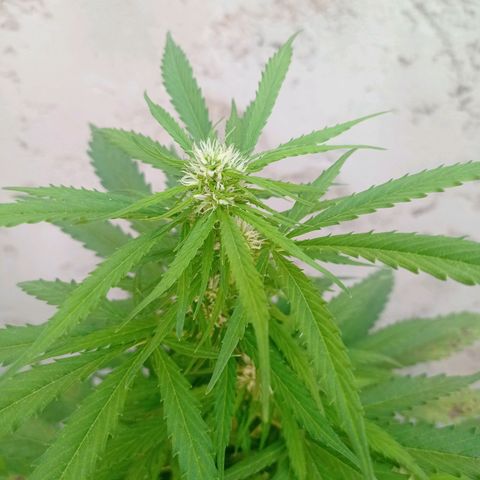 AK número 1 growlog timeline photo