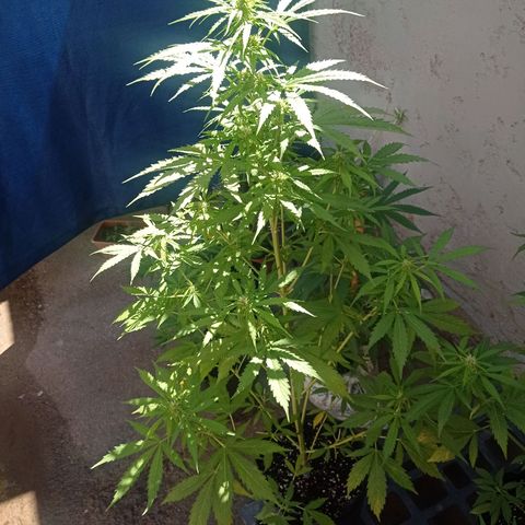 AK número 2 growlog timeline photo
