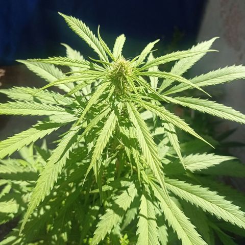 AK número 2 growlog timeline photo
