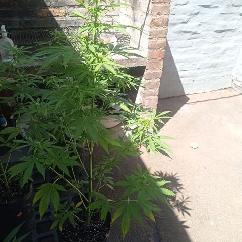 AK número 2 growlog timeline photo