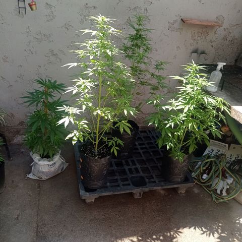 AK número 2 growlog timeline photo
