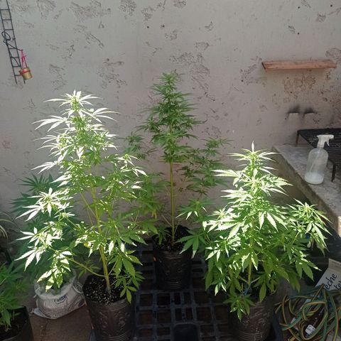 AK número 2 growlog timeline photo