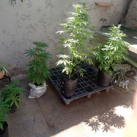 AK número 2 growlog timeline photo