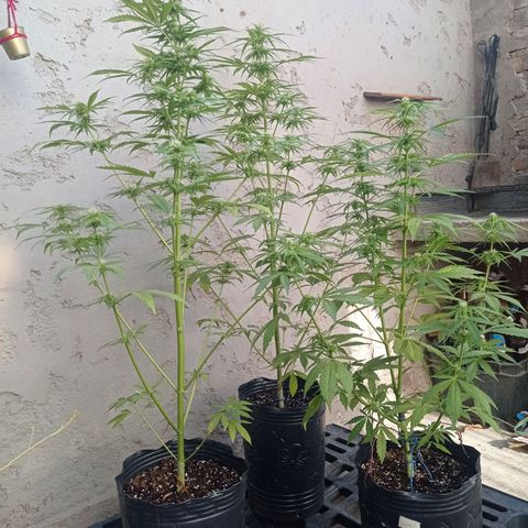 AK número 2 growlog timeline photo