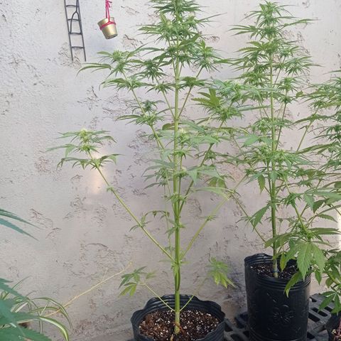 AK número 1 growlog timeline photo