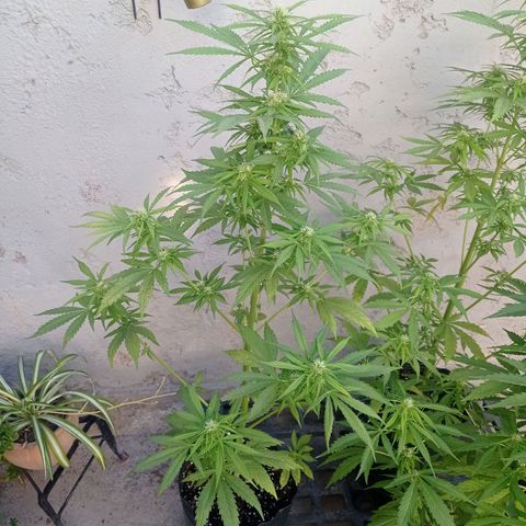 AK número 1 growlog timeline photo