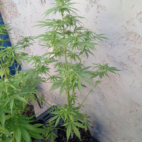 AK número 2 growlog timeline photo
