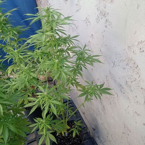 AK número 2 growlog timeline photo