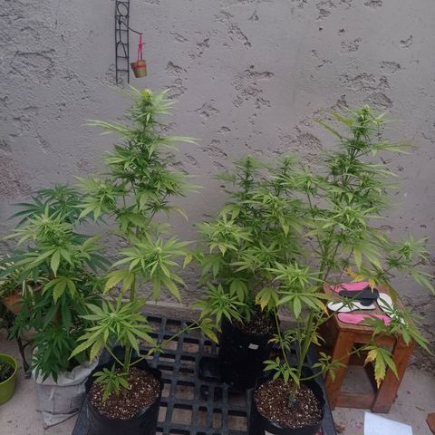 AK número 2 growlog timeline photo